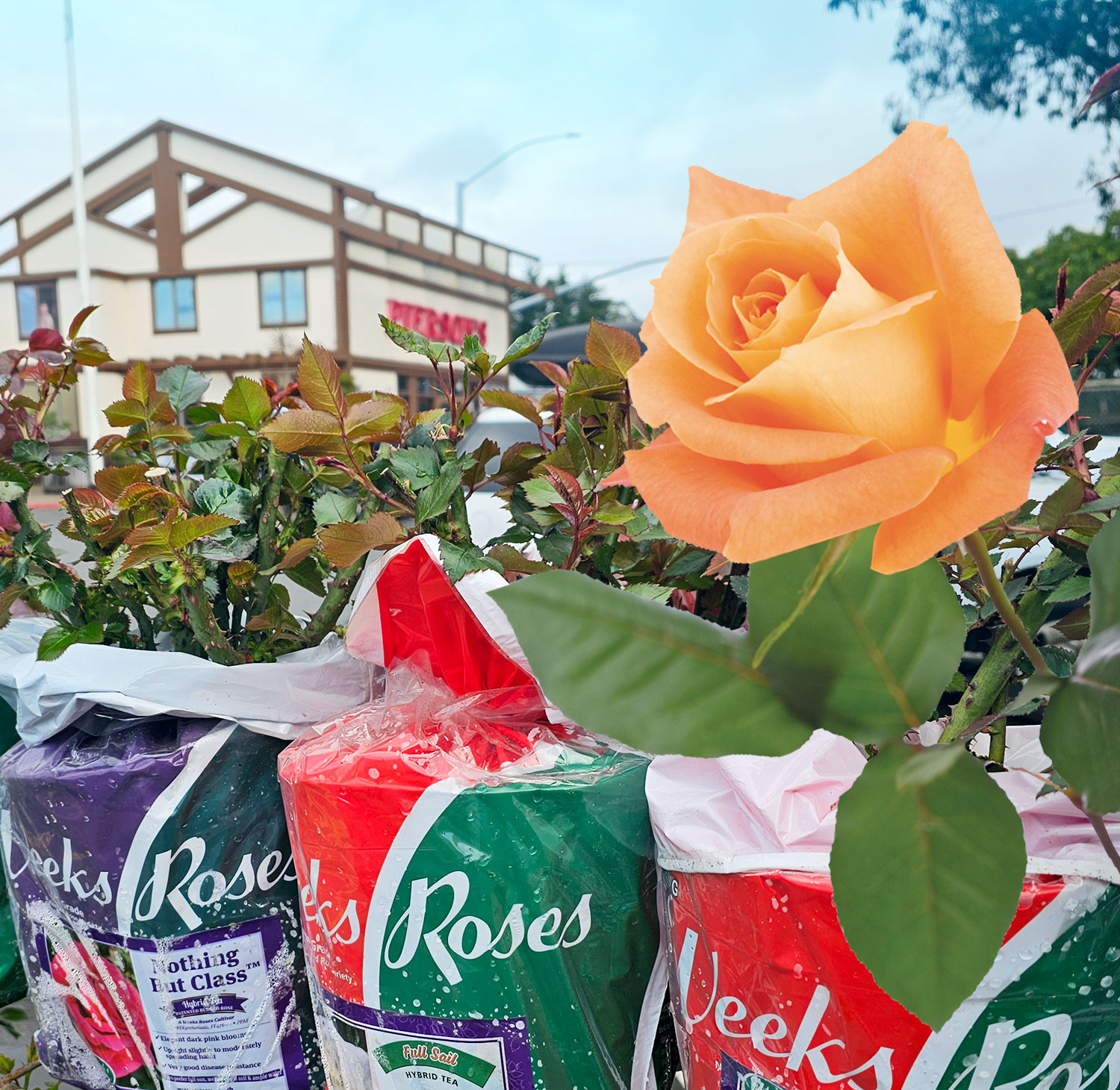 Orange rose superimposed on a photo showing potted bare root roses